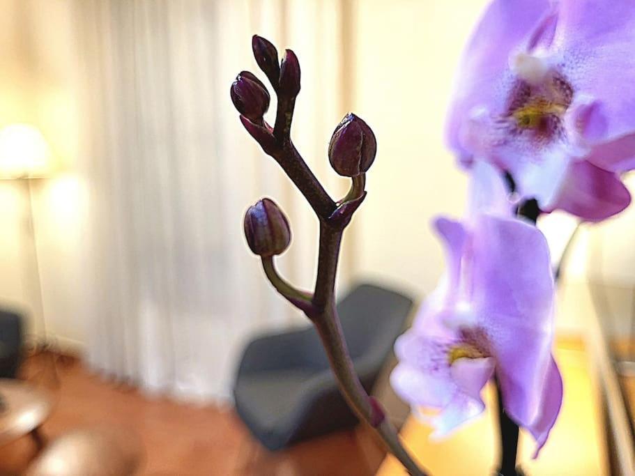 Flamenco, Apartamento Exclusivo De Dos Habitaciones En El Pleno Del Casco Antiguo, Alicante, Playa, Centro Historico, Rambla Εξωτερικό φωτογραφία